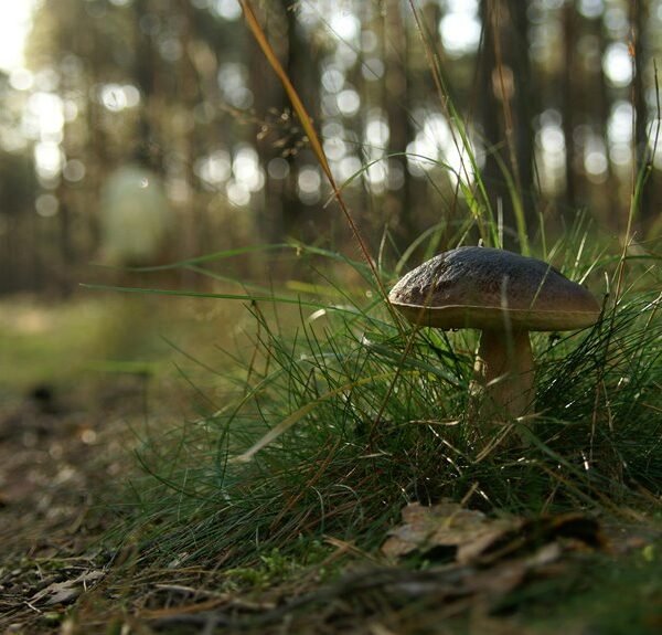 backlink campaign for ranking